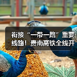 衔接“一带一路”重要线路！贵南高铁全线开通运营