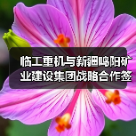 临工重机与新疆鸣阳矿业建设集团战略合作签约(图2) 临工重机与新疆鸣阳矿业建设集团战略合作签约(图2)