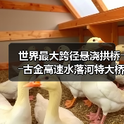 世界最大跨径悬浇拱桥――古金高速水落河特大桥完成拱圈合龙(图3) 世界最大跨径悬浇拱桥――古金高速水落河特大桥完成拱圈合龙(图3)