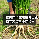 我国首个薄煤层气大规模开发项目全面投产(图3) 我国首个薄煤层气大规模开发项目全面投产(图3)