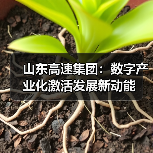 山东高速集团：数字产业化激活发展新动能