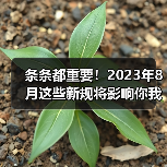 条条都重要!2023年8月这些新规将影响你我生活(图4) 条条都重要!2023年8月这些新规将影响你我生活(图4)