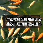 广西桂林至柳州高速公路改扩建项目建成通车（图4）