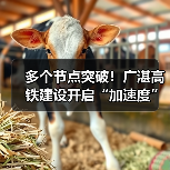 多个节点突破！广湛高铁建设开启“加速度”