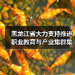 黑龙江省大力支持推进职业教育与产业集群集聚融合发展(图4) 黑龙江省大力支持推进职业教育与产业集群集聚融合发展(图4)