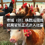 市域(郊)铁路成眉线视高梁场正式进入批量生产(图4) 市域(郊)铁路成眉线视高梁场正式进入批量生产(图4)