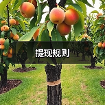 提现规则